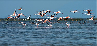 Migratory birds at Chilika Lake