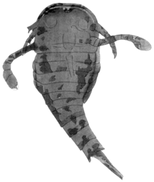 A diagram showing the top view of a fossil animal with a long body and long limbs
