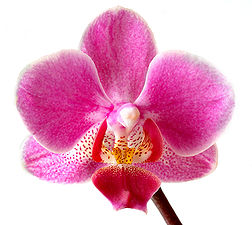 Orchidée du genre Phalaenopsis.