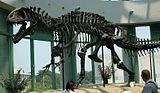 Një Acrocanthosaurus i montuar (NCSM 14345) në Muzeun e Shkencës Natyrore në Karolinën Veriore