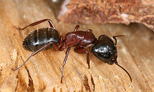 En miir (Camponotus ligniperda)