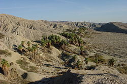 Coachella Valley Preserve in the Colorado Desert