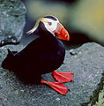 Tufted puffin