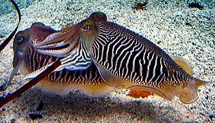 Breeding pattern of cuttlefish, Sepia officinalis