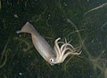 Humboldt squid found in the Humboldt Current