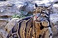 Clouded leopards can be found in the southeastern part
