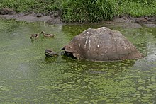 A tortoise somewhat submerged in a green outdoor pool full of algae