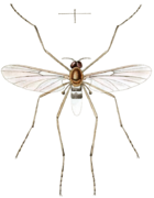Blepharicera fasciata, un Blephariceridae.