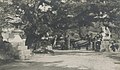 Mijadžima leta 1913