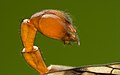 cơ quan sinh dục đực (Panorpa communis)