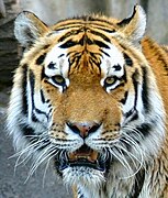 Animals often show mirror or bilateral symmetry, like this tiger.