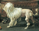 Old Dutch painting, of Adriaen van Utrecht, detail of the dog.