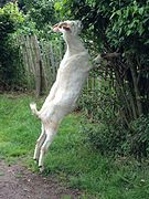 La chèvre aime se nourrir aux arbres (ici au parc Fond’Roy à Uccle), Belgique.