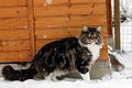 Maine coon blotched tabby et blanc