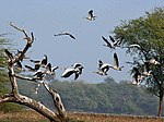 A group of Bar Headed Geese and Demoiselle cranes flying together in the Sanctuary