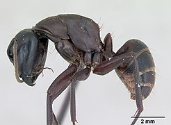 Vue de profil : Camponotus herculeanus.