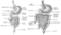Ilustración de dos estadios del desarrollo del tubo digestivo y el mesenterio.