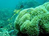 Het koraalrif bij Moalboal