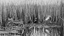plate from a book, with a monochrome photograph of the two nests, which are floating on water in front of reeds, and almost touching each other