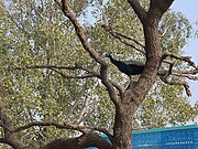 Peacock on a khejri tree