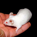 Image 2 A mouse in the hand is worth two in the bush (from Template:Transclude files as random slideshow/testcases/2)