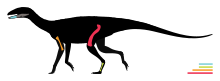 Silhouette of an animal showing the known bones