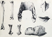 Subfossil broad-billed parrot bones