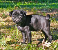 Fawn is the most common color for a Pug, but the American Kennel Club also recognizes the color black. The Canadian Kennel Club recognizes the colors black, silver, apricot, and fawn.