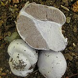 White and brown mushrooms on soil