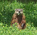 Marmota monax