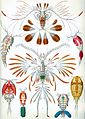 Image 4Copepods, from Ernst Haeckel's 1904 work Kunstformen der Natur (from Crustacean)