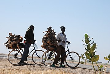 Firewood transportation from farm to home in Maroua, Cameroon