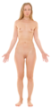 Anterior view of human female, retouched - transparent.png