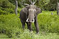 Elefante-asiático, um proboscídeo. Em algumas regiões da Ásia foi domesticado para ser um animal de carga