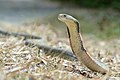 The king cobra is the world's longest venomous snake[20]