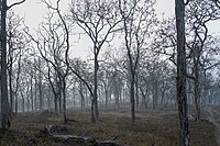Bosques caducifolios secos tropicales en el sur de la India en la Reserva de Tigres de Mudumalai