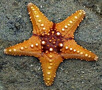 Echinoderms like this starfish have fivefold symmetry.
