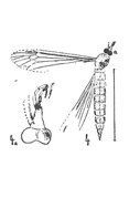 Tipula marioni 1937 Nicolas Théobald éch. R157 x1,3; p239 pl. XVIII Diptères du Sannoisien de Kleinkembs