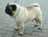 The breed has strong, straight legs set well under the body and a tail that curls over the hip.