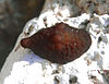 brown slug-like sas nail heading left