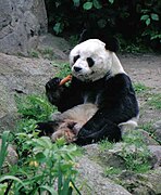 Giant panda Bao Bao