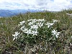Gentiana och edelweiss är symboler för Österrikes alpina flora.