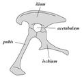 竜盤類の典型的な骨盤 （左側面図）