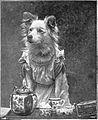 "Come Along, Tea-Time". Dog in dress for the Vol XII October 1894-March 1895.