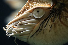 Oko glavonošca indijske lađice (Nautilus)