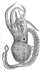 Uzun kolun ucunda cinsel organı ile resmedilmiş erkek ahtapot.