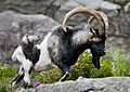 Una capra selvatica nella valle di Glendalough