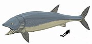 Life restoration of Leedsichthys