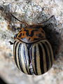 Escaravello da pataca (Leptinotarsa decemlineata)