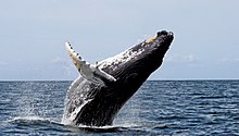 Photo of a humpback in profile with most of its body out of the water, with back forming an acute angle to water